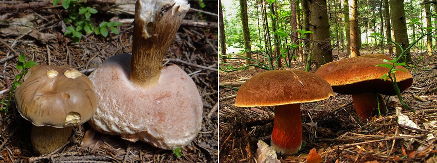 confusiones con boletus pinicola