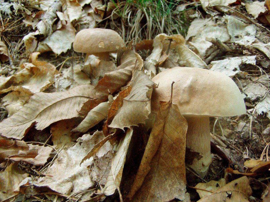 boletus aestivalis - la casa de las setas