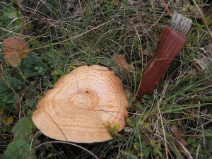 niscalos-rovellons-robellones-lactarius deliciosus - la casa de las setas