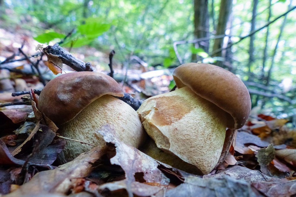 boletus aestivalis - la casa de las setas