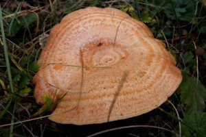 niscalos-rovellons-robellones-lactarius deliciosus - la casa de las setas