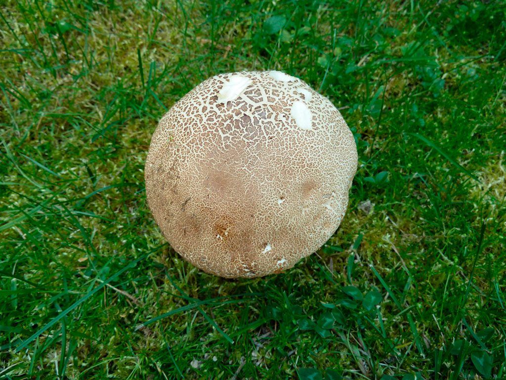 boletus aestivalis - la casa de las setas