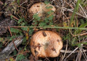 niscalos-rovellons-robellones-lactarius deliciosus - la casa de las setas
