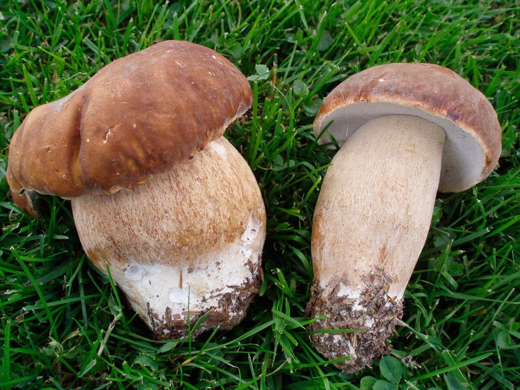 boletus aestivalis - la casa de las setas