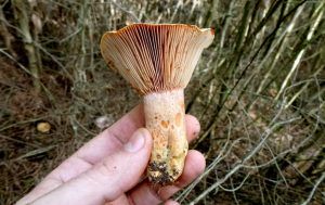 niscalos-rovellons-robellones-lactarius deliciosus - la casa de las setas