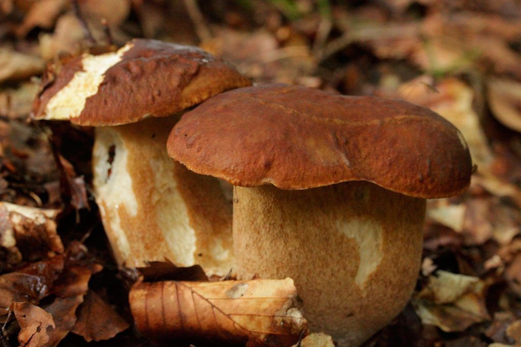 boletus aestivalis - la casa de las setas