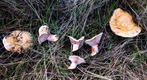 niscalos-rovellons-robellones-lactarius deliciosus - la casa de las setas