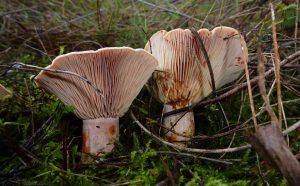 niscalos-rovellons-robellones-lactarius deliciosus - la casa de las setas