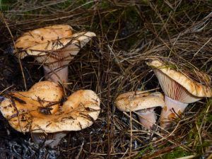 niscalos-rovellons-robellones-lactarius deliciosus - la casa de las setas