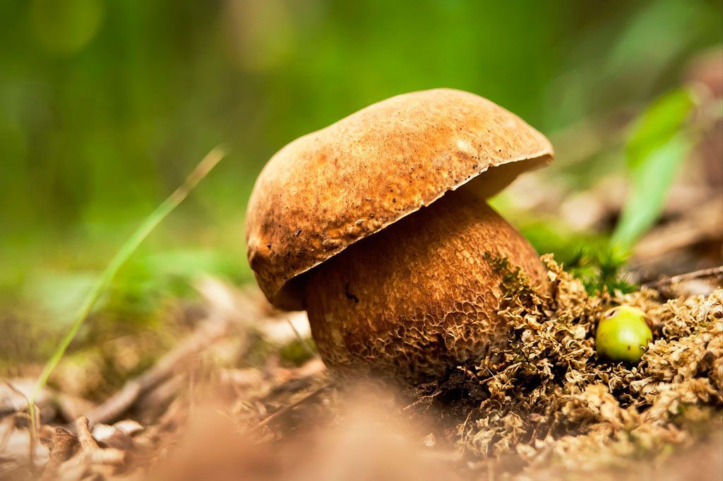 boletus aestivalis - la casa de las setas