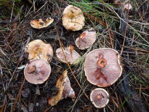 niscalos-rovellons-robellones-lactarius deliciosus - la casa de las setas