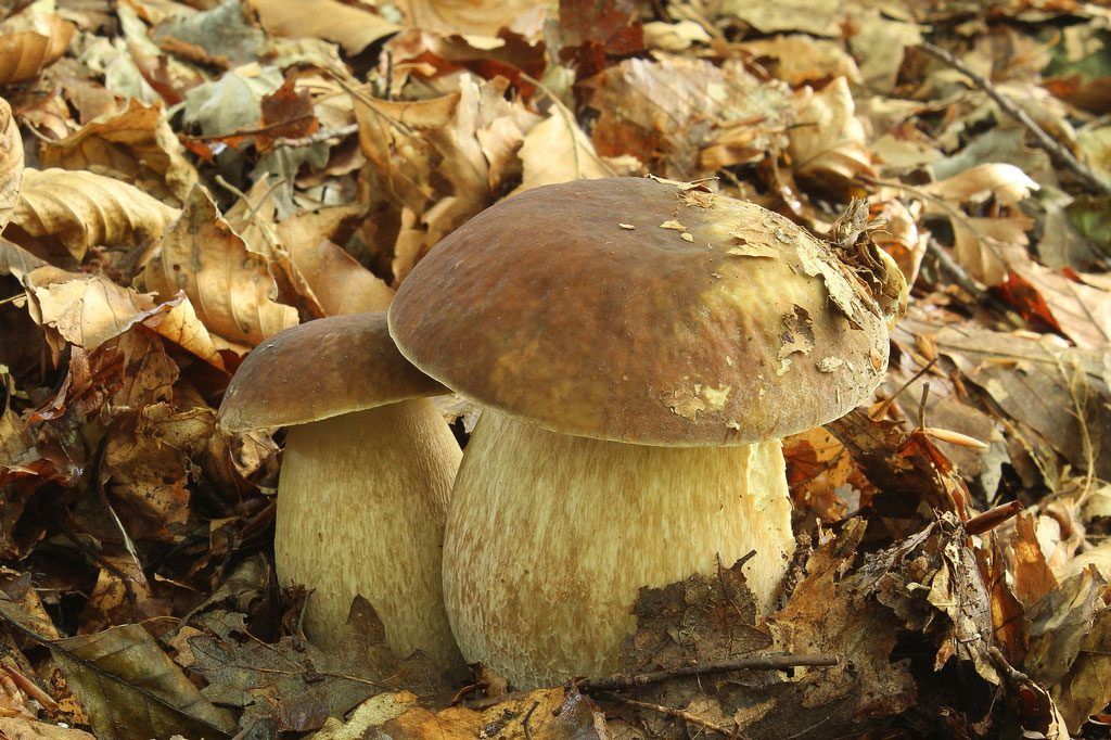 boletus aestivalis - la casa de las setas