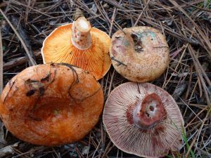 niscalos-rovellons-robellones-lactarius deliciosus - la casa de las setas
