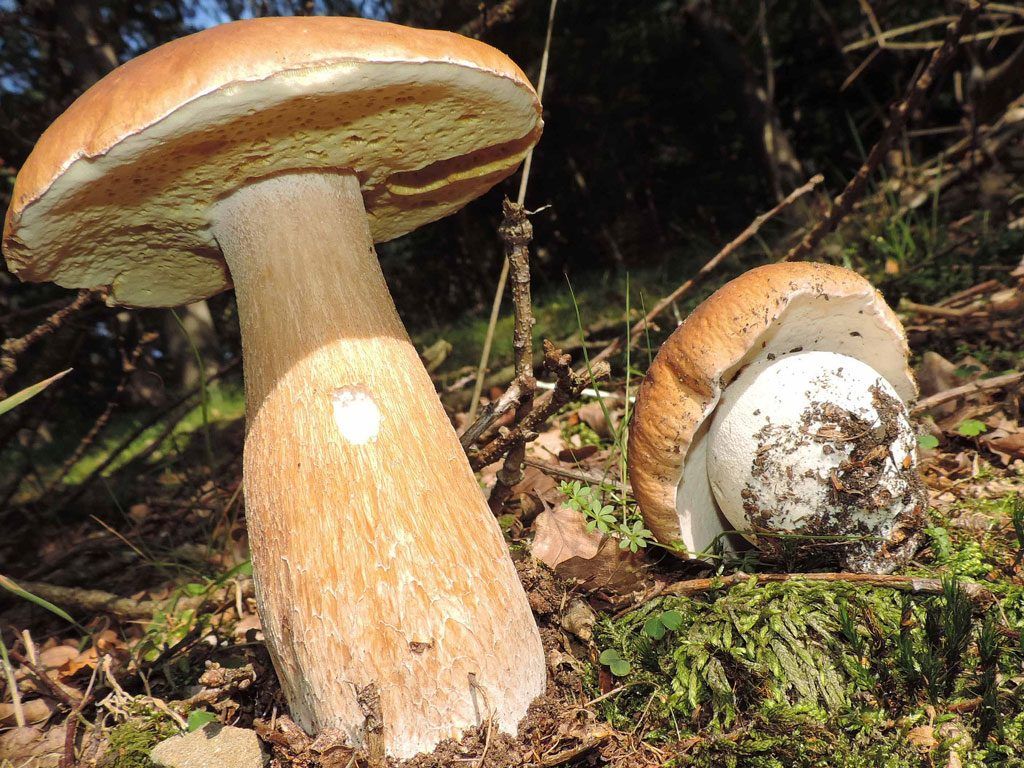 boletus aestivalis - la casa de las setas