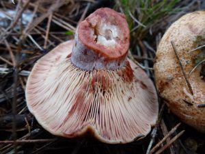 niscalos-rovellons-robellones-lactarius deliciosus - la casa de las setas