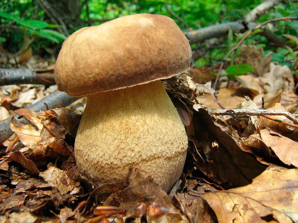boletus aestivalis - la casa de las setas