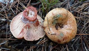 niscalos-rovellons-robellones-lactarius deliciosus - la casa de las setas