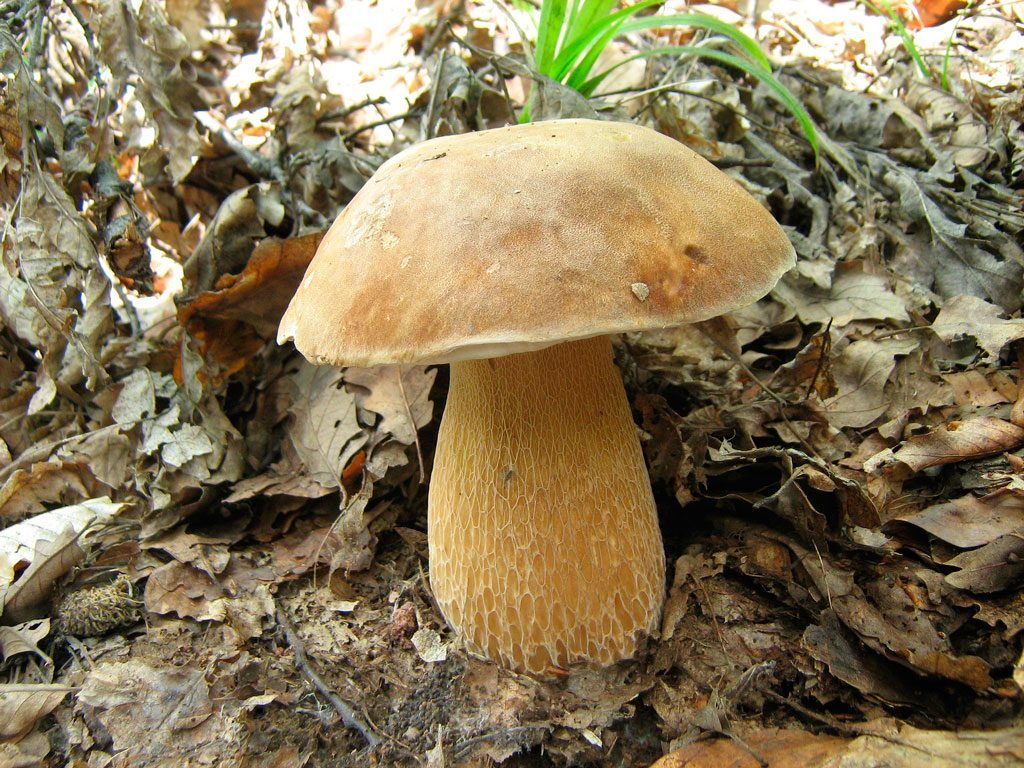 boletus aestivalis - la casa de las setas