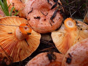 niscalos-rovellons-robellones-lactarius deliciosus - la casa de las setas