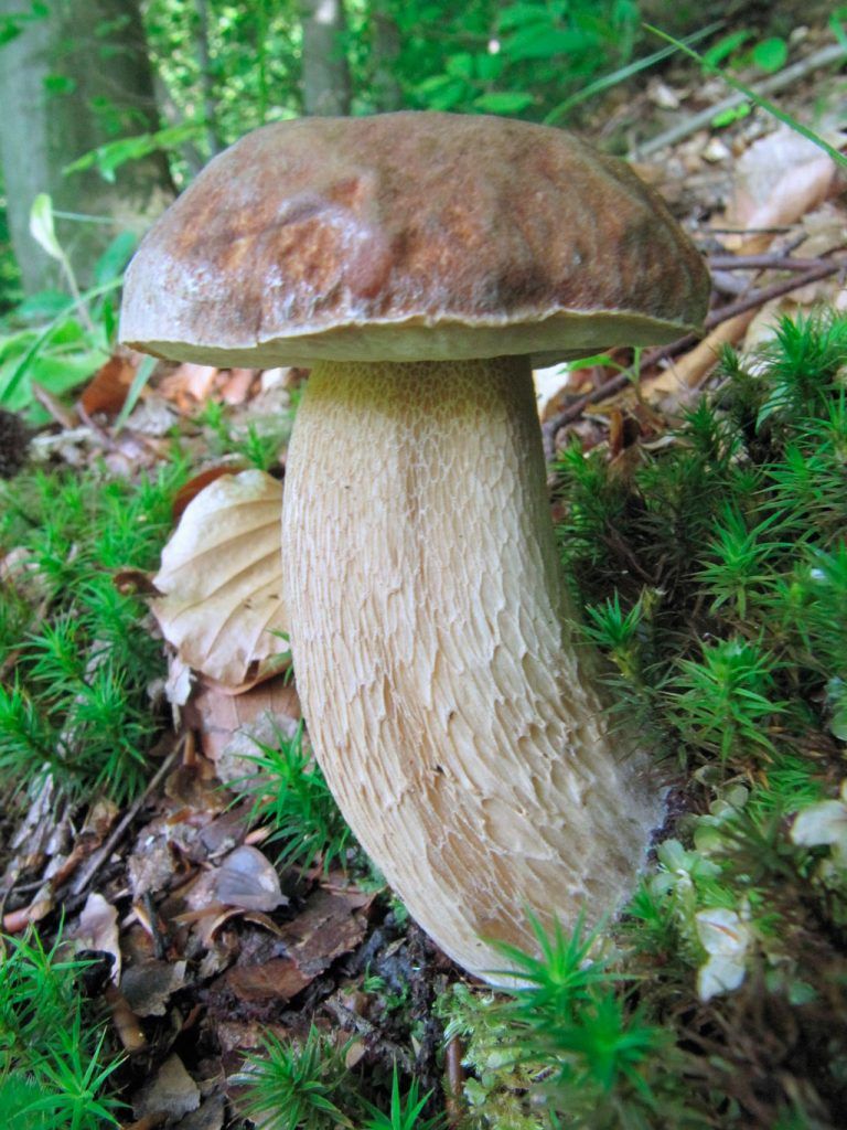 boletus aestivalis - la casa de las setas