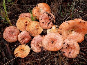 niscalos-rovellons-robellones-lactarius deliciosus - la casa de las setas