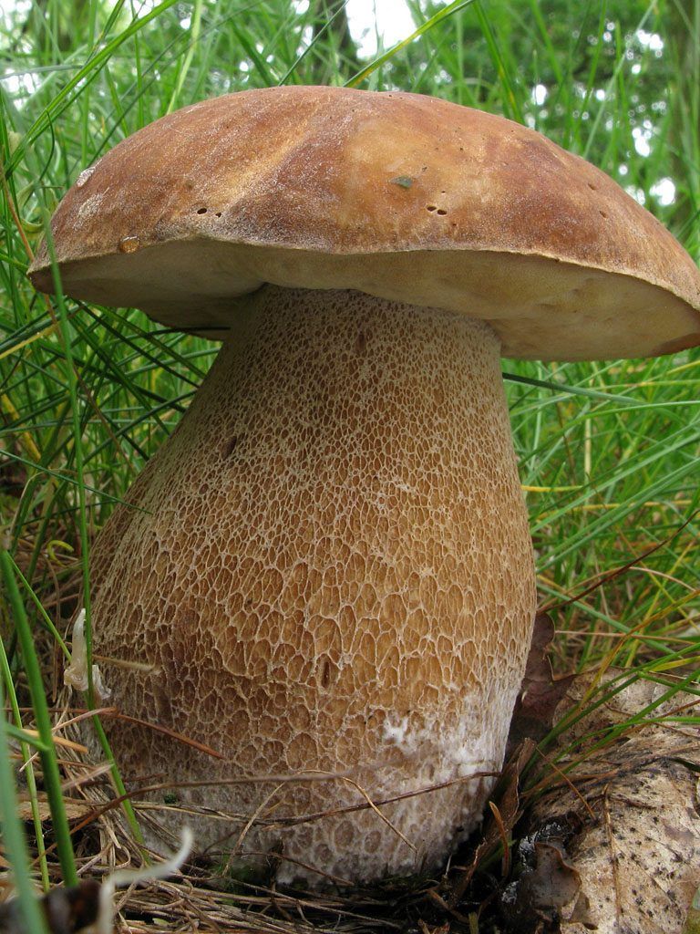 boletus aestivalis - la casa de las setas