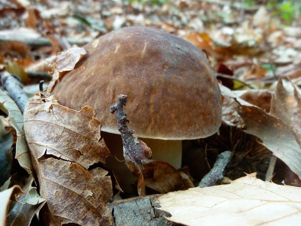 boletus aestivalis - la casa de las setas