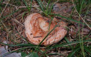 niscalos-rovellons-robellones-lactarius deliciosus - la casa de las setas