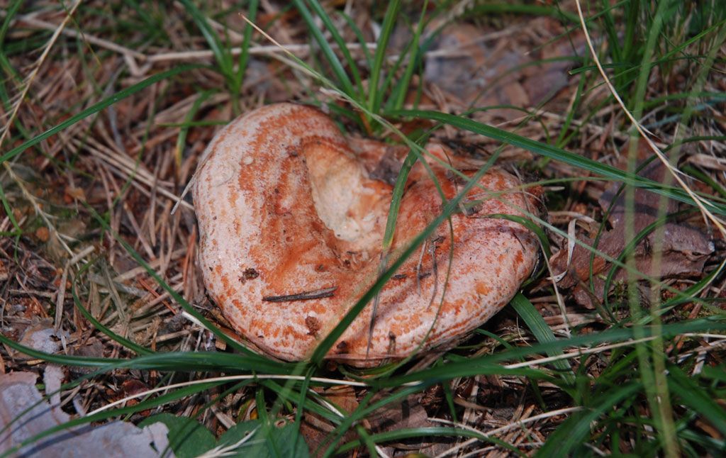 niscalos-rovellons-robellones-lactarius deliciosus - la casa de las setas