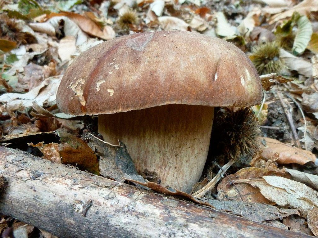 boletus aestivalis - la casa de las setas
