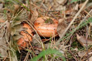 niscalos-rovellons-robellones-lactarius deliciosus - la casa de las setas