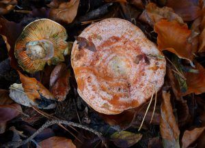 niscalos-rovellons-robellones-lactarius deliciosus - la casa de las setas