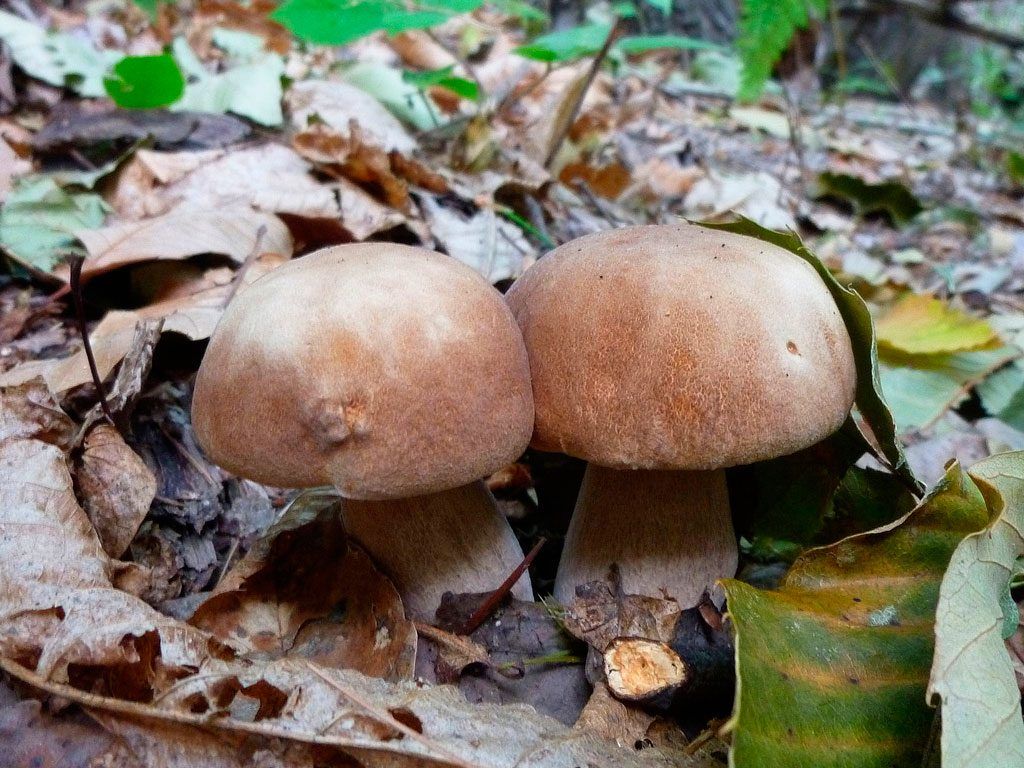boletus aestivalis - la casa de las setas