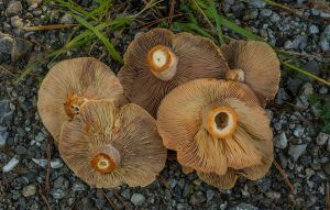 niscalos-rovellons-robellones-lactarius deliciosus - la casa de las setas