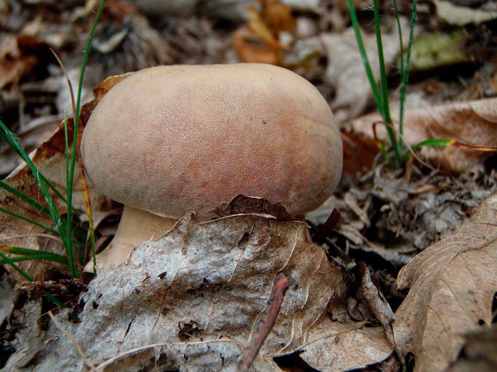 boletus aestivalis - la casa de las setas