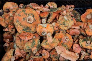 niscalos-rovellons-robellones-lactarius deliciosus - la casa de las setas