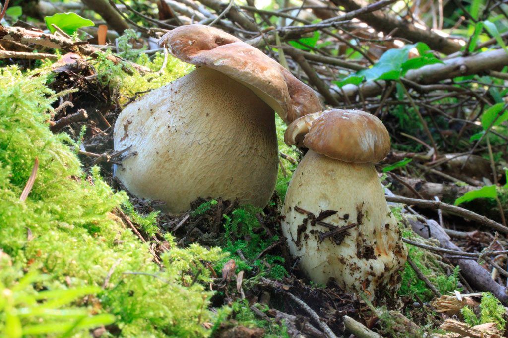 boletus aestivalis - la casa de las setas