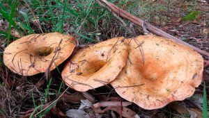 niscalos-rovellons-robellones-lactarius deliciosus - la casa de las setas