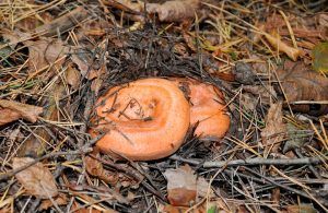 niscalos-rovellons-robellones-lactarius deliciosus - la casa de las setas
