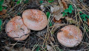 niscalos-rovellons-robellones-lactarius deliciosus - la casa de las setas