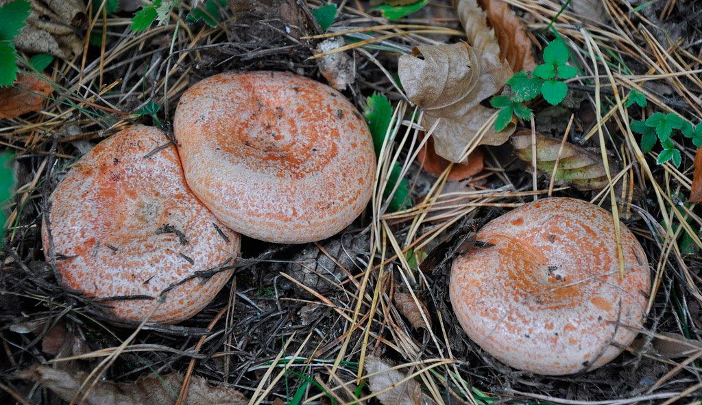 lactarius deliciosus - la casa de las setas