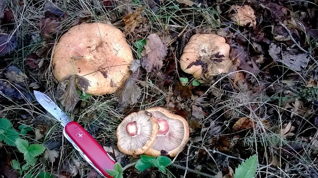 robellones-lactarius deliciosus - niscalos-rovellons-