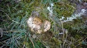 niscalos-rovellons-robellones-lactarius deliciosus - la casa de las setas