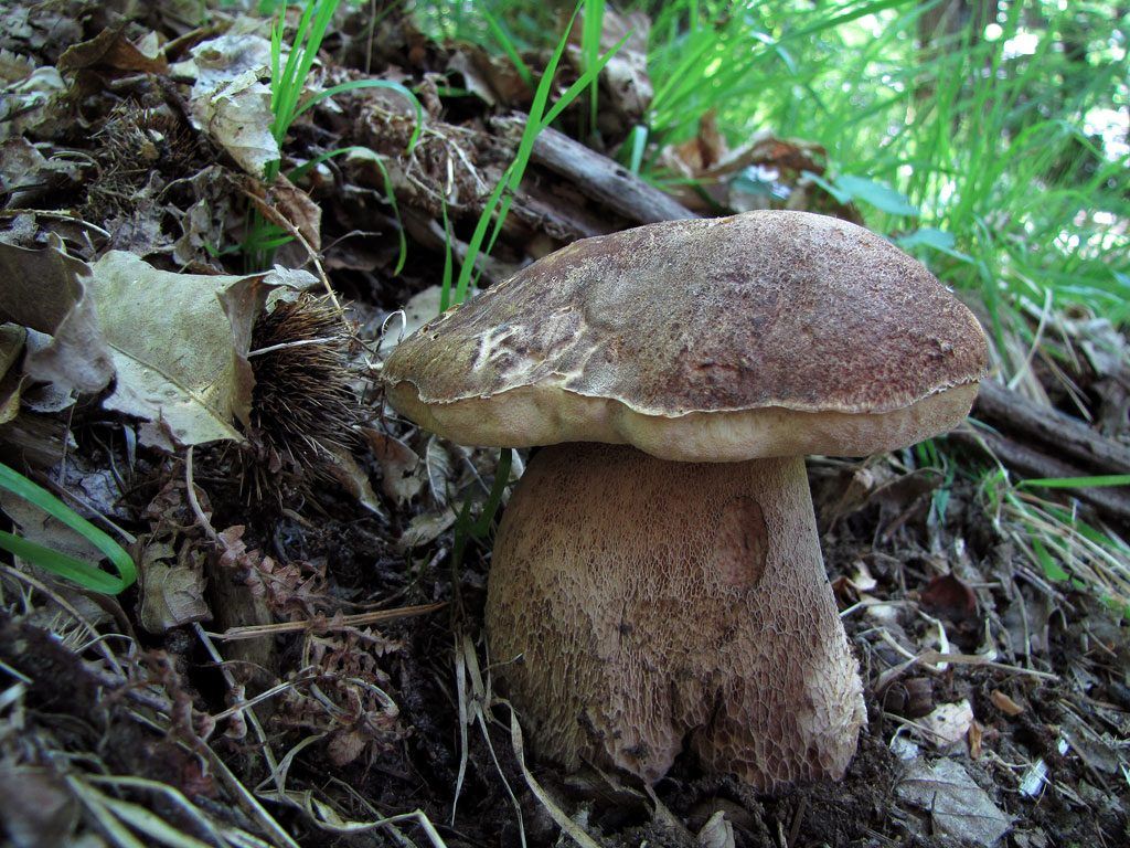 boletus aestivalis - la casa de las setas