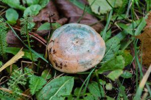 niscalos-rovellons-robellones-lactarius deliciosus - la casa de las setas
