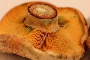 niscalos-rovellons-robellones-lactarius deliciosus - la casa de las setas