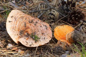 niscalos-rovellons-robellones-lactarius deliciosus - la casa de las setas