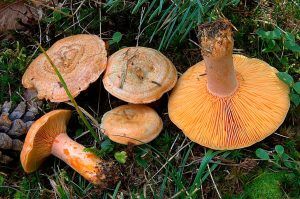 niscalos-rovellons-robellones-lactarius deliciosus - la casa de las setas