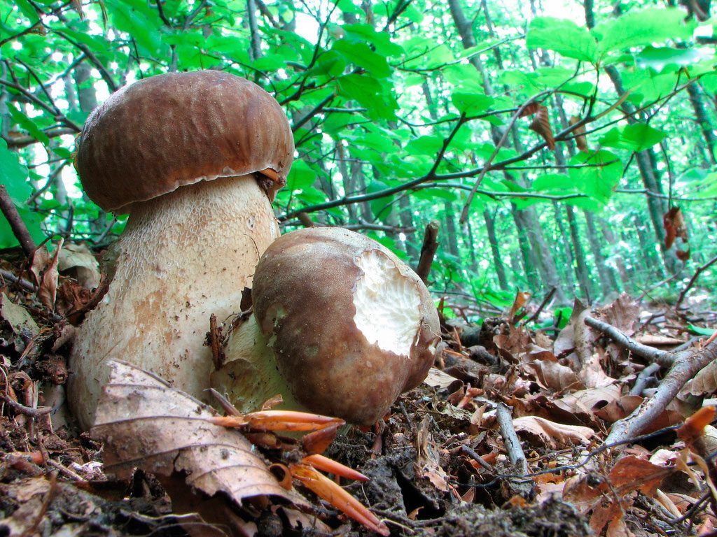 boletus aestivalis - la casa de las setas