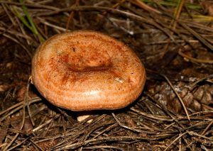 niscalos-rovellons-robellones-lactarius deliciosus - la casa de las setas